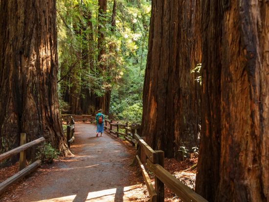 ミュアウッズ国定公園＋ナパ＆ソノマバレー日帰りツアー　原生レッドウッド森林散策と厳選ワイナリー3軒を巡る＜試飲付き／英語ガイド＞
