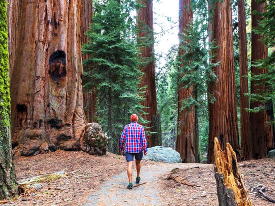 Muir Woods with Napa _ Sonoma Wine Country 1