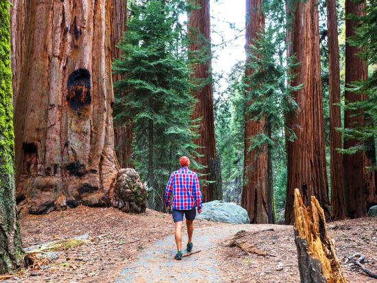 ミュアウッズ国定公園＋ナパ＆ソノマバレー日帰りツアー　原生レッドウッド森林散策と厳選ワイナリー3軒を巡る＜試飲付き／英語ガイド＞
