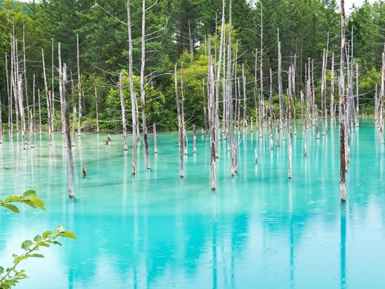 Hokkaido_Biei_Blue Pond_shutterstock_720662332