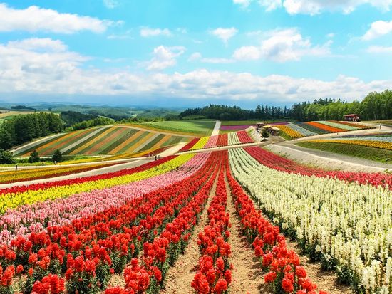 Biei_Shikisai no Oka_Flower Field_727603621