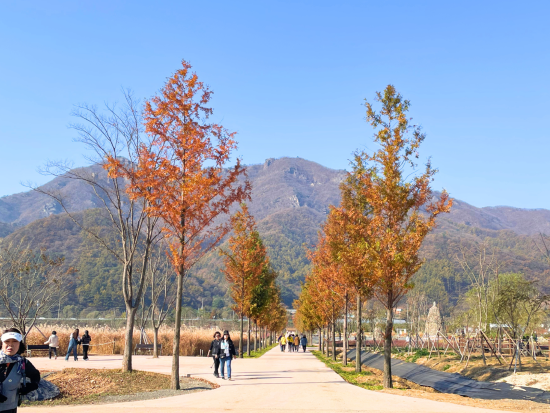 明洞発・抱川日帰りツアー　Y字型吊り橋＋ハーブアイランドの話題の韓国自然スポットへ＜日本語ガイド／1日／ソウル発＞