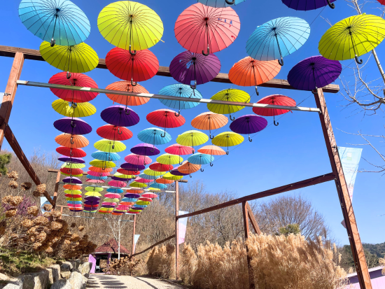 明洞発・抱川日帰りツアー　Y字型吊り橋＋ハーブアイランドの話題の韓国自然スポットへ＜日本語ガイド／1日／ソウル発＞