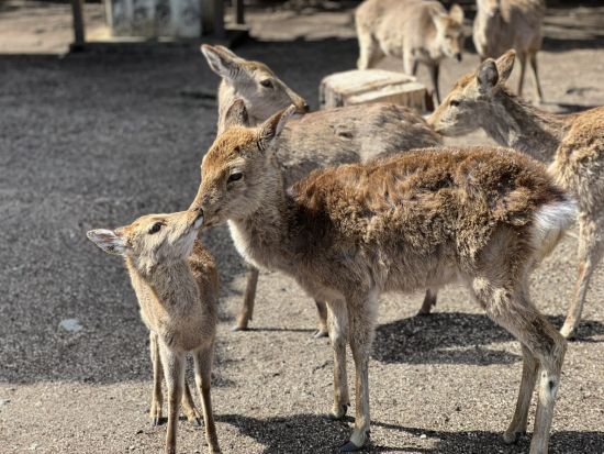 貸切観光タクシー 宮島・厳島神社日帰りツアー 宮島の定番観光を自由に楽しむ＜4時間／1-6名／広島市内発着＞by カープタクシー
