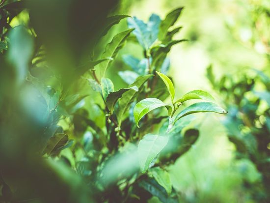 ティーバッグ_24g (6)