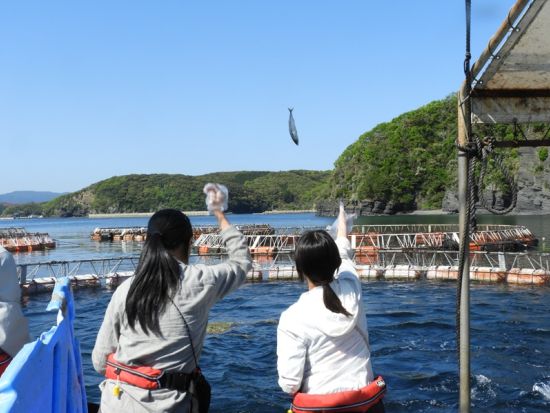 マグロ餌やり体験 対馬で海の学びと大興奮を 地元漁師がご案内＜1時間／対馬市＞