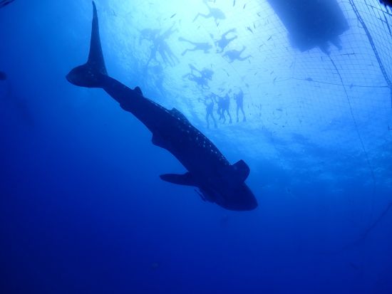 ジンベエザメシュノーケリング 迫力満点！世界最大の生き物に出会える！ジンベエザメと一緒に写真を撮ろう◎＜読谷村発＞