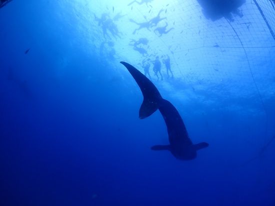 ジンベエザメシュノーケリング 迫力満点！世界最大の生き物に出会える！ジンベエザメと一緒に写真を撮ろう◎＜読谷村発＞