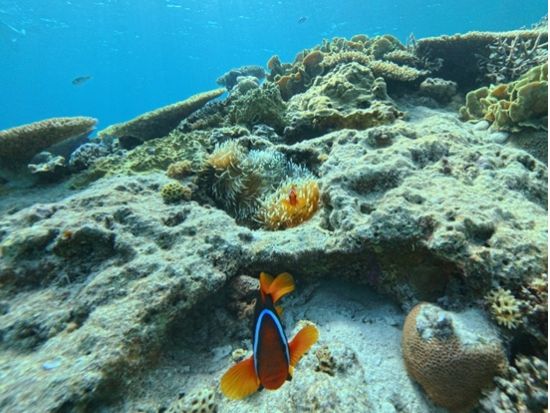 慶良間半日ボートシュノーケリングツアー  餌付け体験付♪＜ツアー中の写真無料プレゼント／那覇市内送迎付き／現地集合は当日予約可能！＞