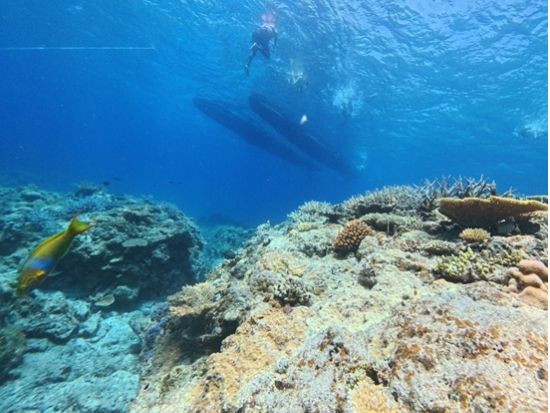 慶良間半日ボートシュノーケリングツアー  餌付け体験付♪＜ツアー中の写真無料プレゼント／那覇市内送迎付き／現地集合は当日予約可能！＞