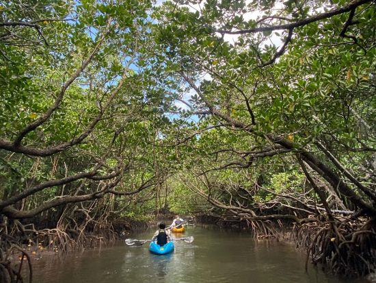 【石垣島】島人ガイドと行く吹通川マングローブカヤック｜年1500名超が体験&動画付（石垣島最大の国立公園を満喫／2組限定で初心者も安心。高画質データをプレゼント