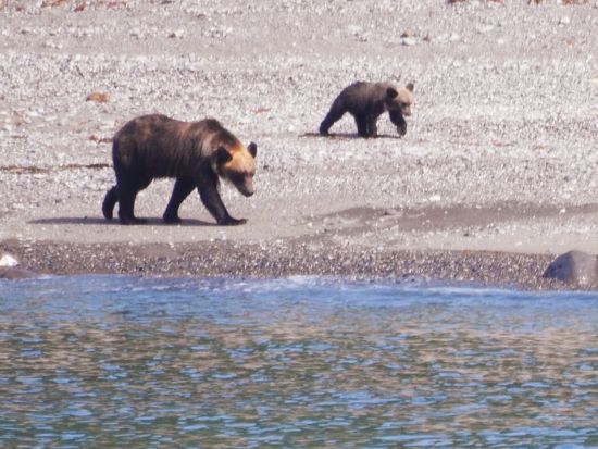 ヒグマ親子