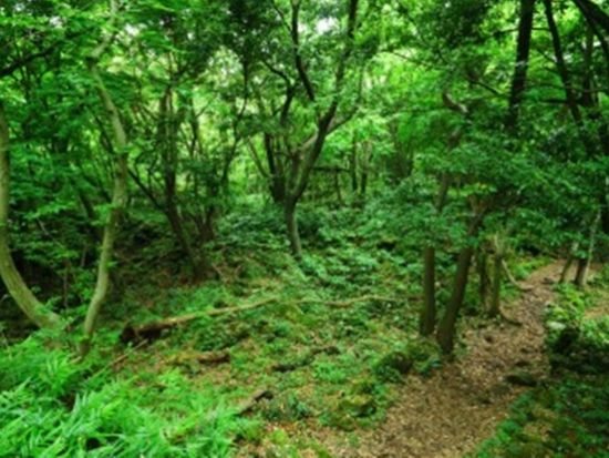 済州島絶景巡りツアー　柱状節理帯＋山房山＋幻想の森ゴッジャワル＋暁星岳　カルグクスの昼食付き＜日本語ガイド／済州市内or中文地区発着＞