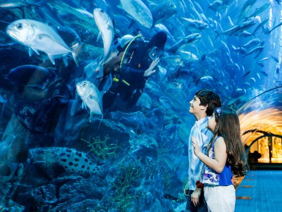 ドバイ水族館&水中動物園（Dubai Aquarium and Underwater Zoo）　入場チケット事前予約サービス＊即予約確定