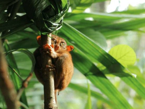 ベルビューホテルに宿泊♪ ボホール島1泊2日ツアー！ ターシャに会える！＋チョコレートヒルズ訪問＜セブまたはマクタン島発／日本語ガイド／送迎付き＞