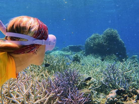 世界遺産グレートバリアリーフ 半日シュノーケリングツアー　経験者向け！透き通った海やサンゴ礁などを満喫＜午後／英語／最大40名まで／ケアンズ発＞