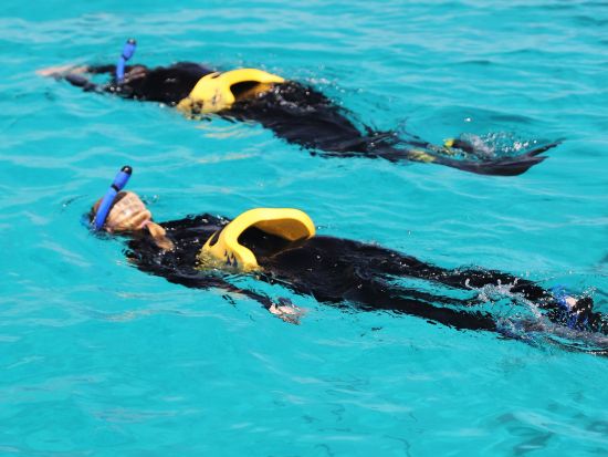 世界遺産グレートバリアリーフ 半日シュノーケリングツアー　経験者向け！透き通った海やサンゴ礁などを満喫＜午後／英語／最大40名まで／ケアンズ発＞