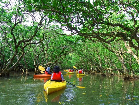 pixta_17107702_マングローブカヤック