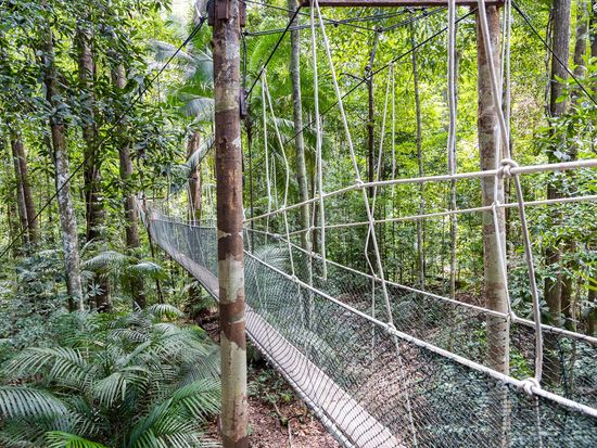 Malaysia_Taman Negara_pixta_79733694