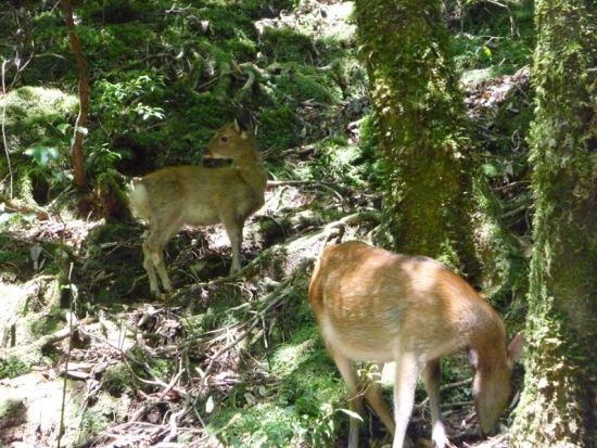 津曲（つまがり）さんと行く！縄文杉＋白谷雲水峡（苔むす森／太鼓岩）2日間トレッキングツアー 写真＆動画撮影付き by 屋久島の輪