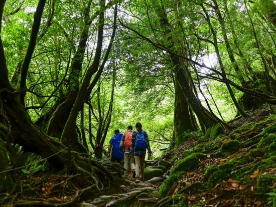 縄文杉と白谷雲水峡（苔むす森まで）2日間トレッキングツアー by 屋久島の輪