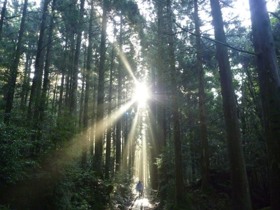 津曲（つまがり）さんと行く！縄文杉＋白谷雲水峡（苔むす森／太鼓岩）2日間トレッキングツアー 写真＆動画撮影付き by 屋久島の輪