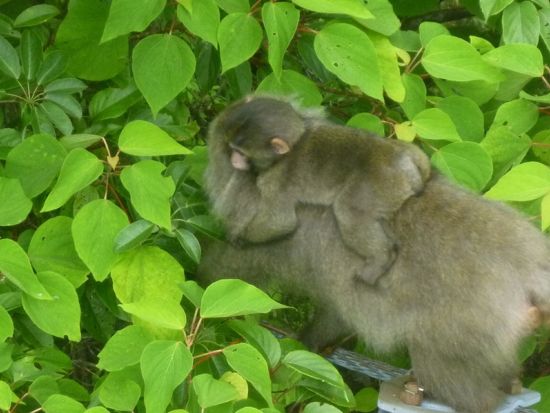 縄文杉と白谷雲水峡（苔むす森まで）2日間トレッキングツアー by 屋久島の輪