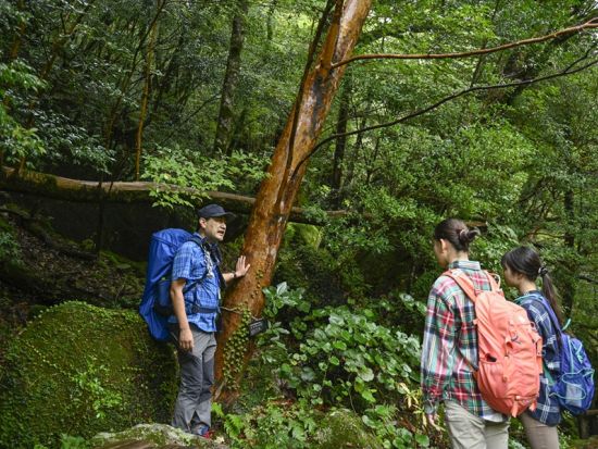 白谷雲水峡半日（苔むす森まで）トレッキングツアー＜宮之浦～安房エリア送迎可能＞ by 屋久島の輪