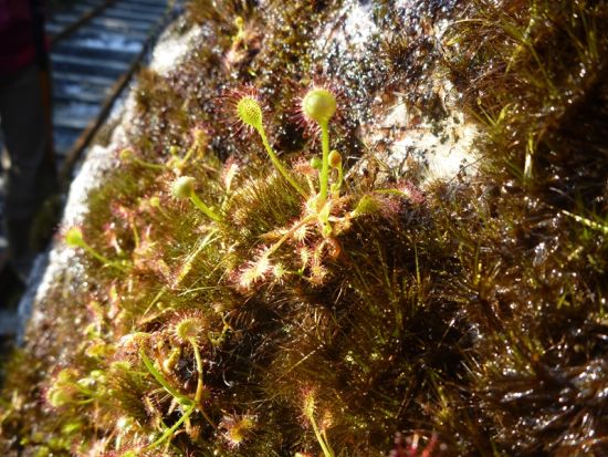 白谷雲水峡半日（苔むす森まで）トレッキングツアー＜宮之浦～安房エリア送迎可能＞ by 屋久島の輪