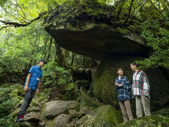 縄文杉と白谷雲水峡（苔むす森 & 太鼓岩）2日間トレッキングツアー by 屋久島の輪