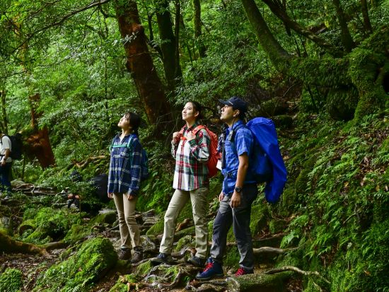 津曲（つまがり）さんと行く！縄文杉＋白谷雲水峡（太鼓岩まで）1日制覇トレッキングツアー 写真＆動画撮影サービス付き by 屋久島の輪