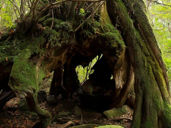 pixta_9058390_Mトロッコ道の三代杉