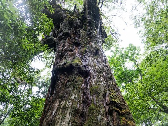 pixta_67354938_七本杉