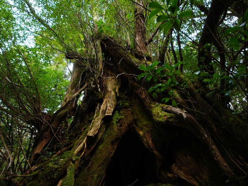 pixta_6896651_M三代杉 (1)