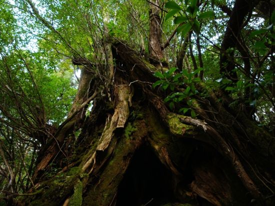 白谷雲水峡（太鼓岩まで）トレッキングツアー 5:00または8:00スタートの2つの開始時間から選択可能 by 屋久島の輪
