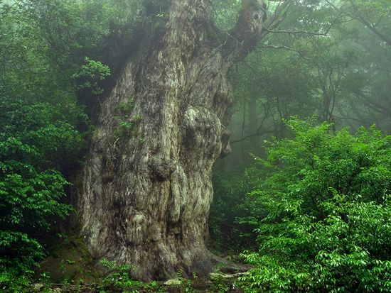 Kagoshima_Yakushima_Jyomonsugi_pixta_16767206_M