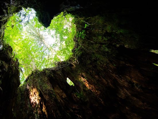 Kagoshima_Yakushima_AdobeStock_382858355
