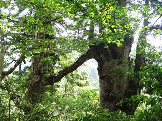 pixta_5154347_夫婦杉M