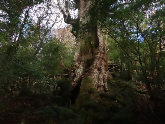 pixta_85238665_大王杉M