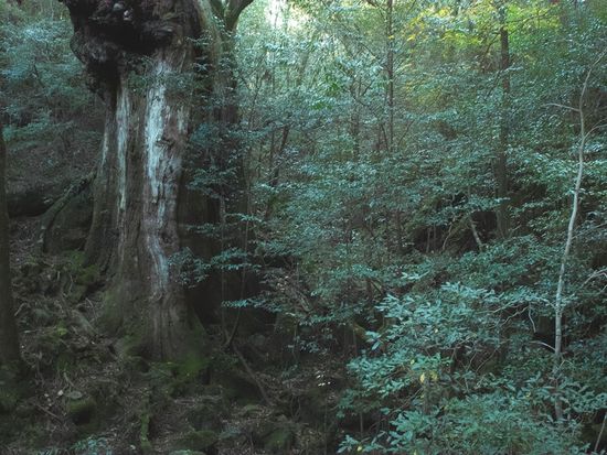 pixta_8976130_仁王杉M