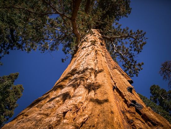 Yosemite and Giant Sequoias Day Tour _ from San Francisco Hero