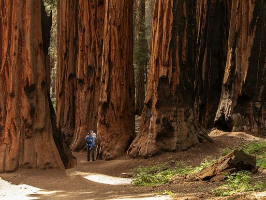 Yosemite and Giant Sequoias Day Tour _ from San Francisco 5