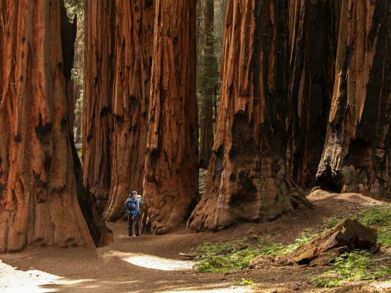 世界遺産ヨセミテ国立公園＆ジャイアント・セコイア 日帰り観光ツアー　午後自由時間あり＜6～10月／英語ガイド＞