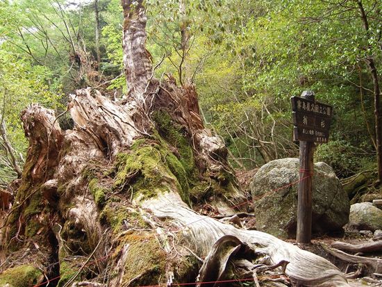 pixta_2858988_M翁杉