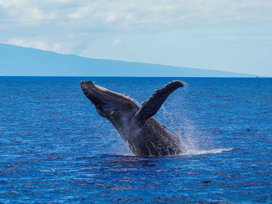 Website Photos_0002s_0003_Layer 28