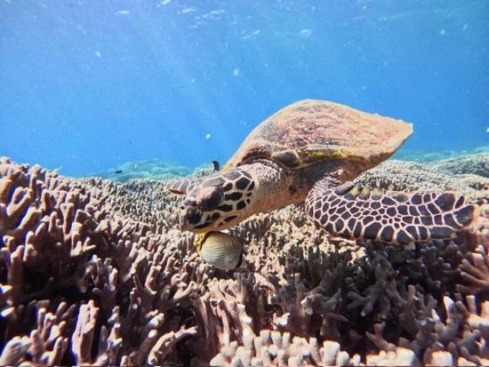 瀬底島クリアSUP体験 ウミガメに出会える透明なボード体験 透き通る海と白砂ビーチでリゾート満喫♪＜4～10月／GoProデータ付／瀬底島＞