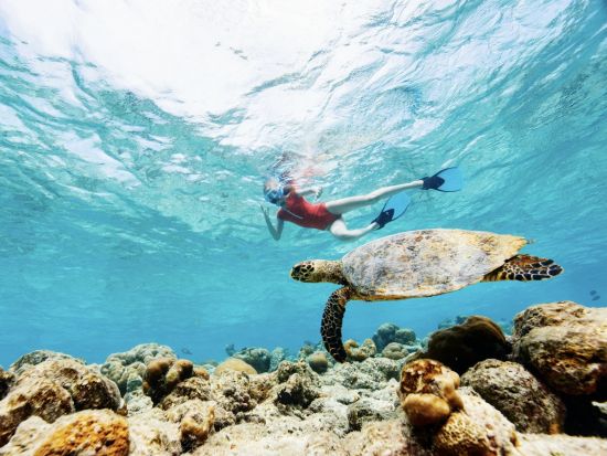 貸切ボートチャーター　高速ゴムボート「ゾディアック」でカスタマイズ自在のクルージングへ　シュノーケリングもOK！＜1～6名／日本語または英語／ワイキキ発＞