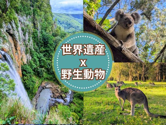 世界遺産スプリングブルック国立公園＆野生動物探検ツアー　野生のコアラやカンガルー観察と絶景を満喫！＜午後／日本語ドライバーガイド／ゴールドコースト発＞