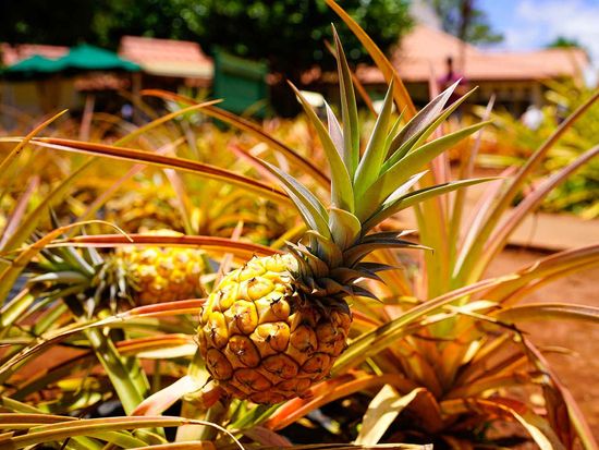 shutterstock_2198089237