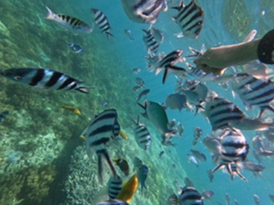 ボートシュノーケル 無人島沖の「フラワーガーデン」で熱帯魚とサンゴを見に行こう！誰でも気軽に本格体験◎＜約90分／浜比嘉ムルク浜ビーチ＞